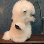 TY Beanie Boos Austin White Owl 6" Plush Gold Eyes Kawaii MWMTs
