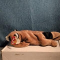 Ty Beanie Baby Ringo - MWMT (Raccoon 1995)