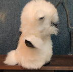TY Beanie Boos Austin White Owl 6" Plush Gold Eyes Kawaii MWMTs