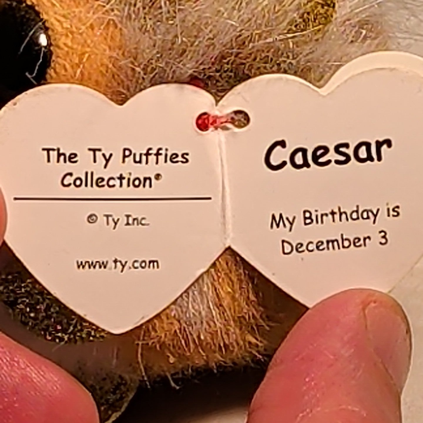 Ty Puffies CAESAR THE LION Beanie Ball 4" Plush | 2022 Mint with Tags MWMT Gold