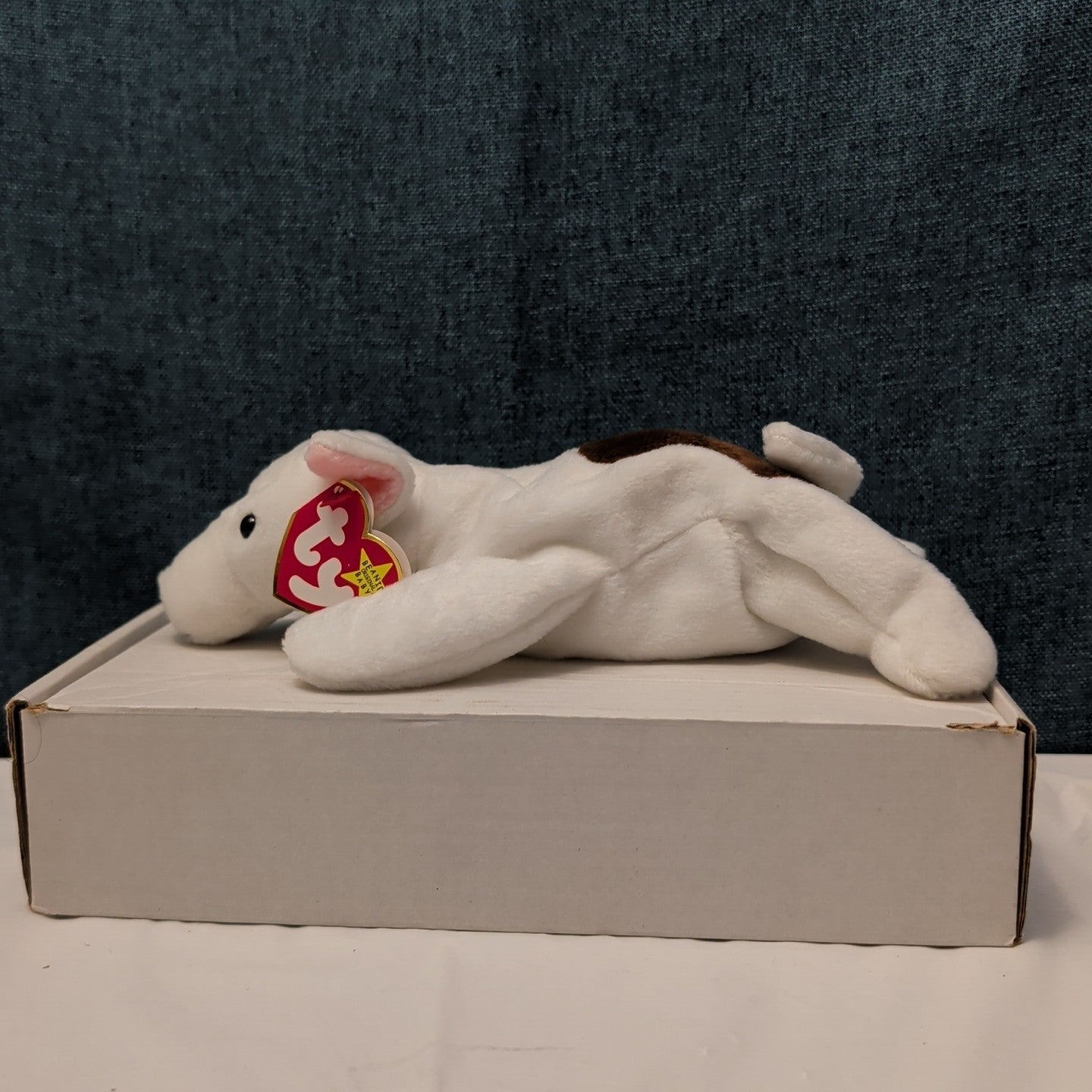 TY Beanie Baby BUTCH the Bull Terrier 1999 | MWMT Mint Tags | Gasport Error