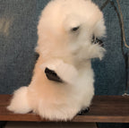 TY Beanie Boos Austin White Owl 6" Plush Gold Eyes Kawaii MWMTs