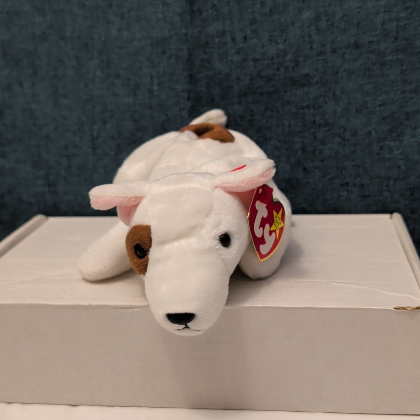 TY Beanie Baby BUTCH the Bull Terrier 1999 | MWMT Mint Tags | Gasport Error