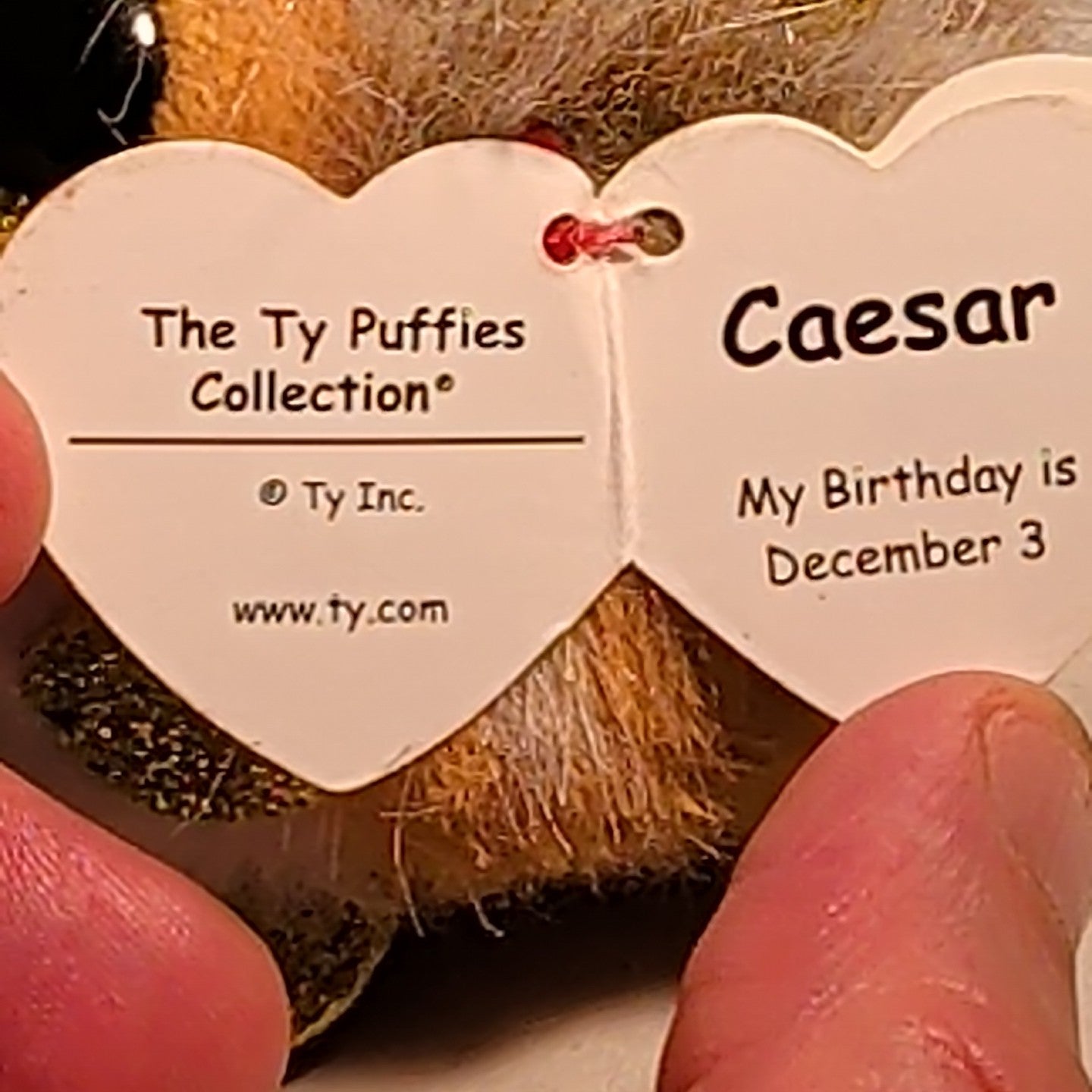 Ty Puffies CAESAR THE LION Beanie Ball 4" Plush | 2022 Mint with Tags MWMT Gold